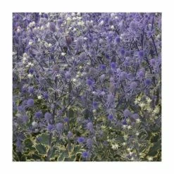 Eryngium 'Planum' | 10.5cm Pot -Eventual Sales Store PL00097 rollover image 2b44