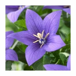 Platycodon grandiflora 'Blue' | 10.5cm Pot