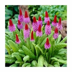 Primula vialii | 10.5cm Pot