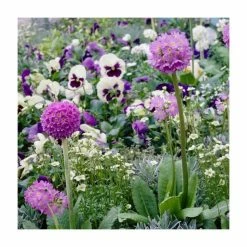 Primula denticulata 'Lilac' | Drumstick Primrose