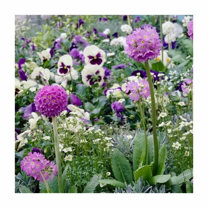 Primula denticulata 'Lilac' | Drumstick Primrose 3 Primula denticulata 'Lilac' | Drumstick Primrose