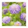 Scabiosa japonica 'Blue Note' | Pincushion -Eventual Sales Store PL00140 main image 2e41
