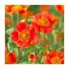 Geum coccineum 'Queen of Orange' | 9cm Pot -Eventual Sales Store PL00167 main image 3c42