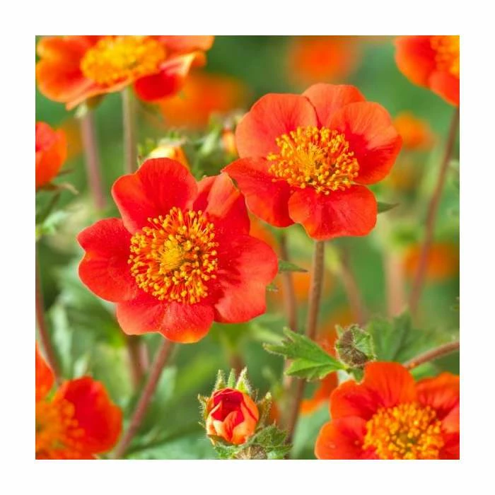 Geum coccineum 'Queen of Orange' | 9cm Pot 3 Geum coccineum 'Queen of Orange' | 9cm Pot