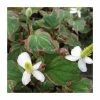 3x Heart Shaped Houttuynia Houttuynia cordata - 9cm Pots 2 3x Heart Shaped Houttuynia Houttuynia cordata - 9cm Pots -Eventual Sales Store PL0594 main image 6b64