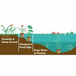 Orange Peel Plant | Houttuynia cordata -Eventual Sales Store PL0595 add image 1 f08e