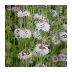 Eventual Sales Store 6 Water Spearwort | Preslia cervina