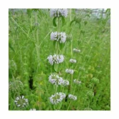 Eventual Sales Store -Eventual Sales Store PL0609 rollover image 3a35