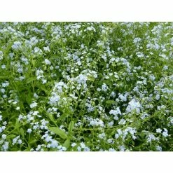 Water Forget-Me-Not | Myosotis scorpioides 9 Water Forget-Me-Not | Myosotis scorpioides -Eventual Sales Store PL0612 add image 2 26bf