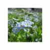 Water Forget-Me-Not | Myosotis scorpioides -Eventual Sales Store PL0612 main image d229