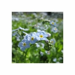 Eventual Sales Store 8 Water Forget-Me-Not | Myosotis scorpioides