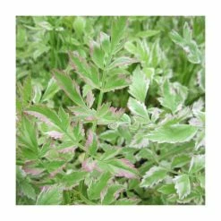 3x Variegated Water Dropwort Oenathe Aquatica Flamingo - 9cm Pots - Cut Back