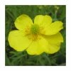 Lesser Spearwort | Ranunculus flammula -Eventual Sales Store PL0619 main image 2dd9