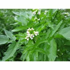 Watercress | Nasturtium aquaticum -Eventual Sales Store PL0620 add image 1 b0a2