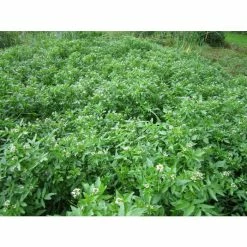 Watercress | Nasturtium aquaticum -Eventual Sales Store PL0620 add image 2 c6c2