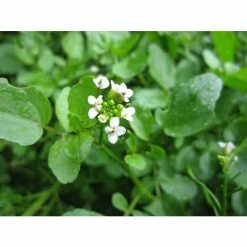 Watercress | Nasturtium aquaticum -Eventual Sales Store PL0620 add image 3 0a65