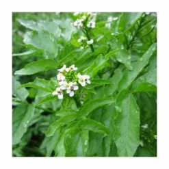 Eventual Sales Store -Eventual Sales Store PL0620 rollover image 3717