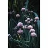 3x Chives Allium Schoenoprasum - 9cm Pots -Eventual Sales Store PL0656 main image 76f2