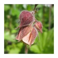 Eventual Sales Store 10 Water Avens | Geum rivale 'Leonard's Variety'
