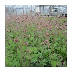 Eventual Sales Store -Eventual Sales Store PL0660 rollover image 63d5