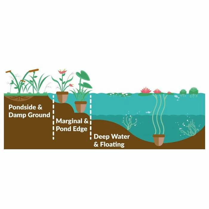 3x Common Cotton Grass Scirpus angustifolium - 9cm Pots 5 3x Common Cotton Grass Scirpus angustifolium - 9cm Pots - Image 3