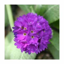 3x Drumstick primula Primula denticulata - 9cm Pots