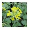3x Fairy Cup Primula veris - 9cm Pots -Eventual Sales Store PL0691 main image d5fc