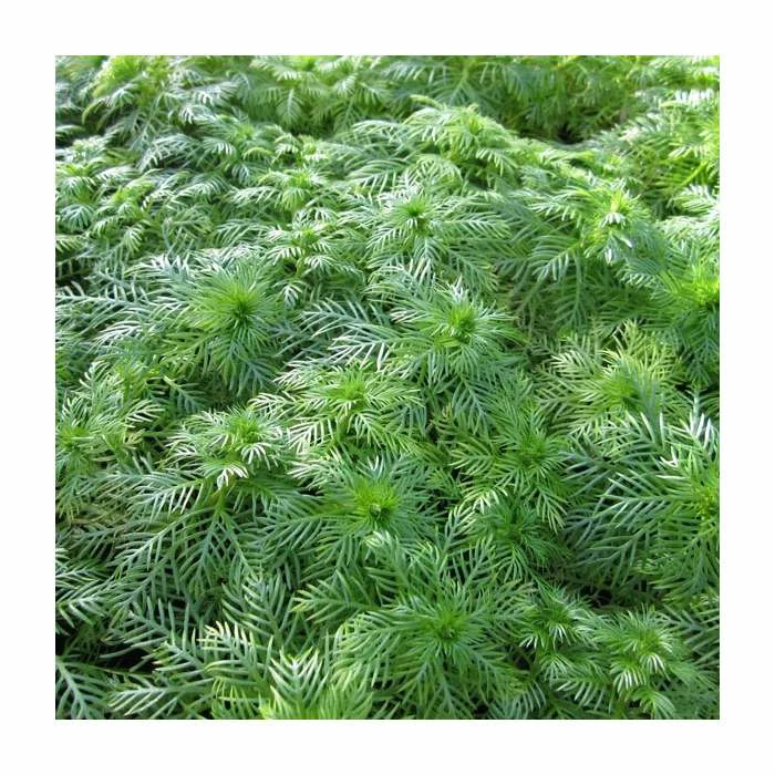 3x Water Violet Hottonia Palustris - 9cm Pots 3 3x Water Violet Hottonia Palustris - 9cm Pots