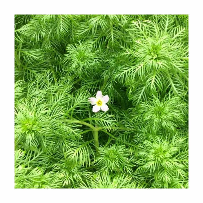 3x Water Violet Hottonia Palustris - 9cm Pots 4 3x Water Violet Hottonia Palustris - 9cm Pots - Image 2