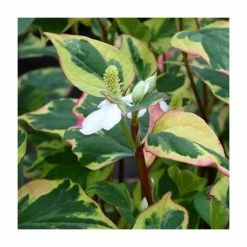 Orange Peel Plant | Houttuynia cordata 'Chameleon'
