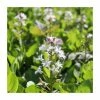 Bogbean | Menyanthes trifoliata -Eventual Sales Store PL0833 main image d357