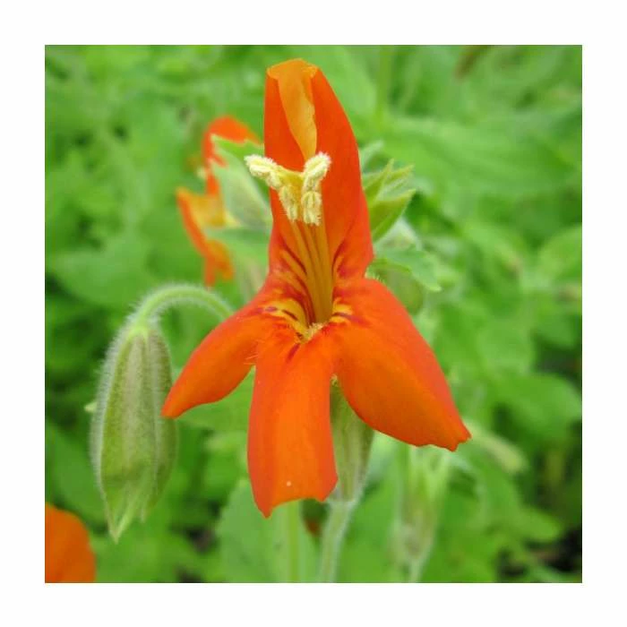 1L Scarlet Monkey Flower Mimulus cardinalis 3 1L Scarlet Monkey Flower Mimulus cardinalis