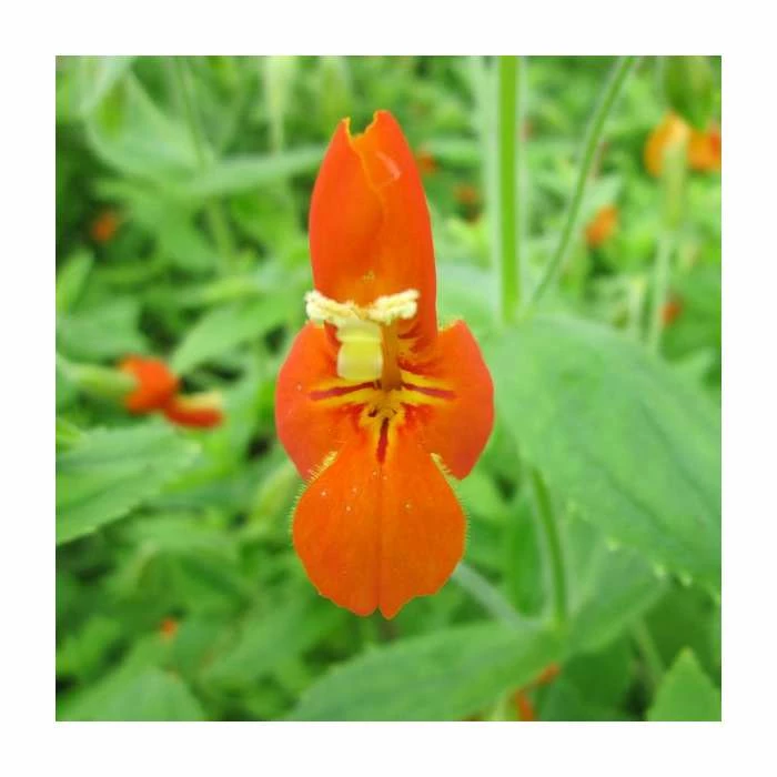 1L Scarlet Monkey Flower Mimulus cardinalis 4 1L Scarlet Monkey Flower Mimulus cardinalis - Image 2