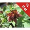 Marsh Cinquefoil | Potentilla palustris -Eventual Sales Store PL0850 main image 3beb