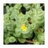 3x Marsh St. John's Wort Hypericum elodes - 9cm pots
