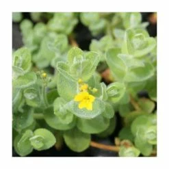 3x Marsh St. John's Wort Hypericum elodes - 9cm pots