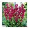 Penstemon Pristine Scarlet | 2L Pot
