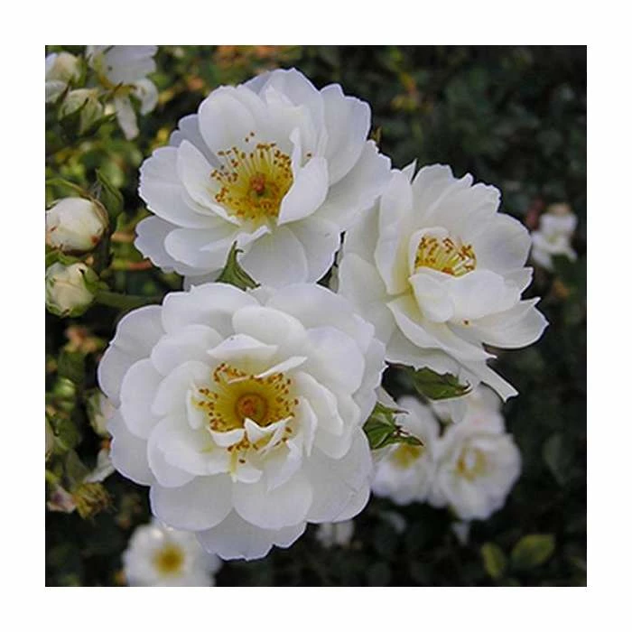 Newly Wed' Patio Rose - 5.5L Pot 3 Newly Wed' Patio Rose - 5.5L Pot