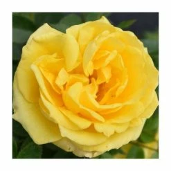 'Golden Anniversary' Patio Rose - 5.5L Pot -Eventual Sales Store PL11018 add image 2 0000