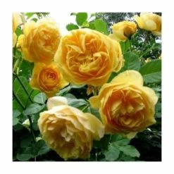 'Golden Anniversary' Patio Rose - 5.5L Pot -Eventual Sales Store PL11018 add image 3 9425