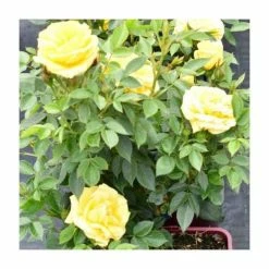 'Golden Anniversary' Patio Rose - 5.5L Pot -Eventual Sales Store PL11018 add image 4 5e91