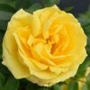 'Golden Anniversary' Patio Rose - 5.5L Pot