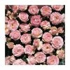 Pearl Anniversary | Floribunda Rose -Eventual Sales Store PL11019 main image a72c