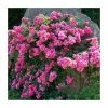 'Flower Carpet Pink' Ground Cover Rose - 4L Pot -Eventual Sales Store PL11104 main image f79f