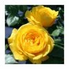 Golden Trust' Patio Rose - 4L Pot -Eventual Sales Store PL11116 main image b131