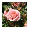 Flower Power' Patio Rose - 4L Pot 1 Flower Power' Patio Rose - 4L Pot -Eventual Sales Store PL11127 main image 7d71