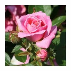 Carefree Days' Patio Rose - 5.5L Pot