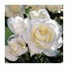 'White Patio' Patio Rose - 5.5L Pot -Eventual Sales Store PL11296 main image 17ed