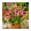 30cm Dicentra spectabilis | 3L Pot