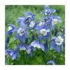 Aquilegia 'Spring Magic Navy & White' | 2L Pot 2 Aquilegia 'Spring Magic Navy & White' | 2L Pot -Eventual Sales Store PL38133 main image 14f2